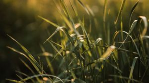 Preview wallpaper grass, ear, sun, macro