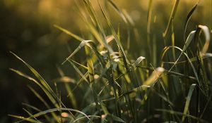 Preview wallpaper grass, ear, sun, macro