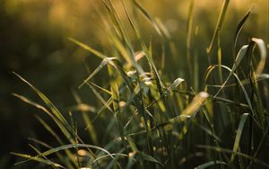 Preview wallpaper grass, ear, sun, macro