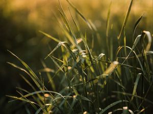 Preview wallpaper grass, ear, sun, macro