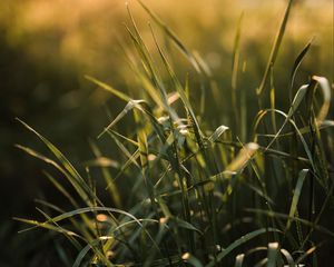 Preview wallpaper grass, ear, sun, macro
