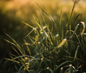 Preview wallpaper grass, ear, sun, macro