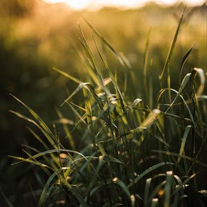 Preview wallpaper grass, ear, sun, macro