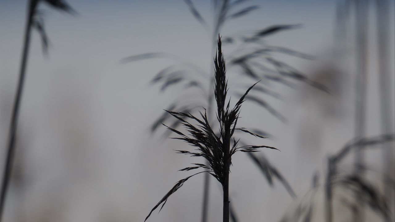 Wallpaper grass, ears, blur, black and white