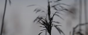 Preview wallpaper grass, ears, blur, black and white
