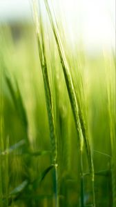 Preview wallpaper grass, ears, blur, macro, green