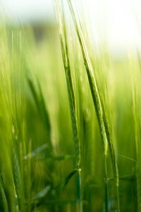 Preview wallpaper grass, ears, blur, macro, green