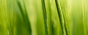 Preview wallpaper grass, ears, blur, macro, green