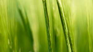 Preview wallpaper grass, ears, blur, macro, green