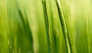 Preview wallpaper grass, ears, blur, macro, green