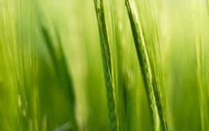 Preview wallpaper grass, ears, blur, macro, green