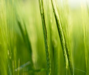 Preview wallpaper grass, ears, blur, macro, green