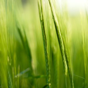Preview wallpaper grass, ears, blur, macro, green