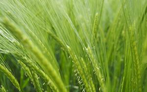 Preview wallpaper grass, ears, bright, field