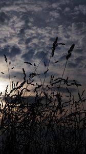 Preview wallpaper grass, ears, dark