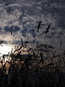 Preview wallpaper grass, ears, dark
