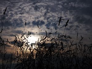 Preview wallpaper grass, ears, dark