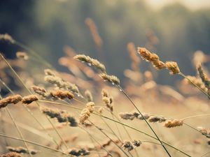 Preview wallpaper grass, ears, drops