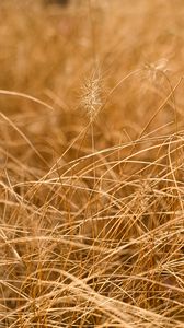 Preview wallpaper grass, ears, dry, macro, brown