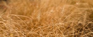 Preview wallpaper grass, ears, dry, macro, brown