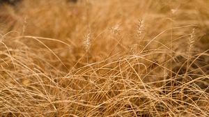 Preview wallpaper grass, ears, dry, macro, brown