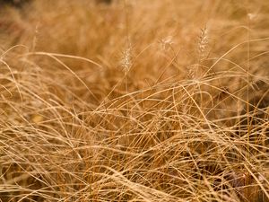 Preview wallpaper grass, ears, dry, macro, brown