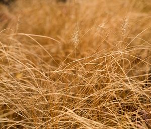 Preview wallpaper grass, ears, dry, macro, brown