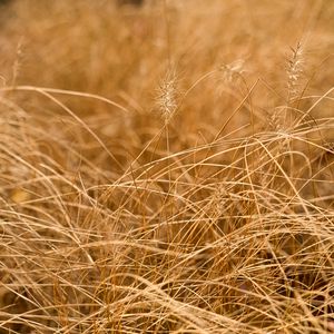 Preview wallpaper grass, ears, dry, macro, brown