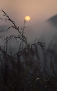 Preview wallpaper grass, ears, dusk, macro