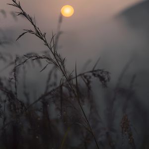 Preview wallpaper grass, ears, dusk, macro