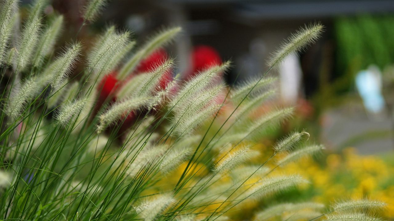 Wallpaper grass, ears, fluffy, blurring