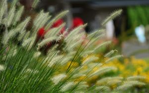 Preview wallpaper grass, ears, fluffy, blurring