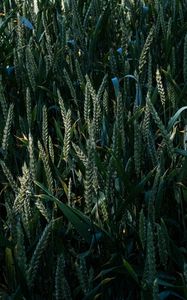 Preview wallpaper grass, ears, glade