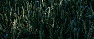 Preview wallpaper grass, ears, glade