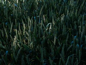 Preview wallpaper grass, ears, glade