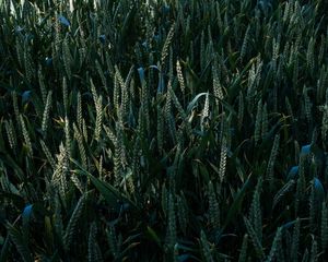 Preview wallpaper grass, ears, glade