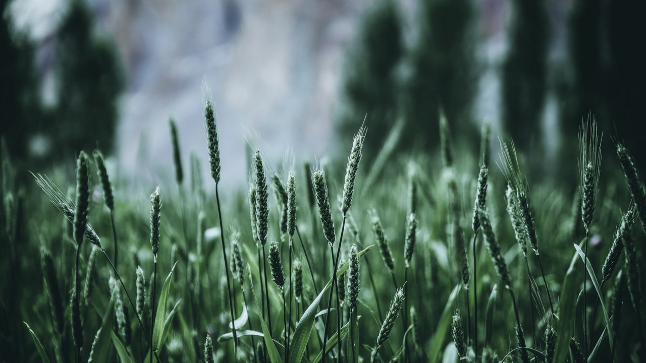 Wallpaper grass, ears, green, blur