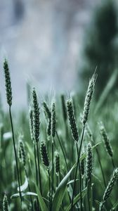 Preview wallpaper grass, ears, green, blur