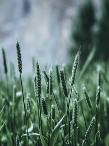 Preview wallpaper grass, ears, green, blur