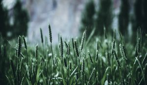 Preview wallpaper grass, ears, green, blur