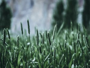 Preview wallpaper grass, ears, green, blur