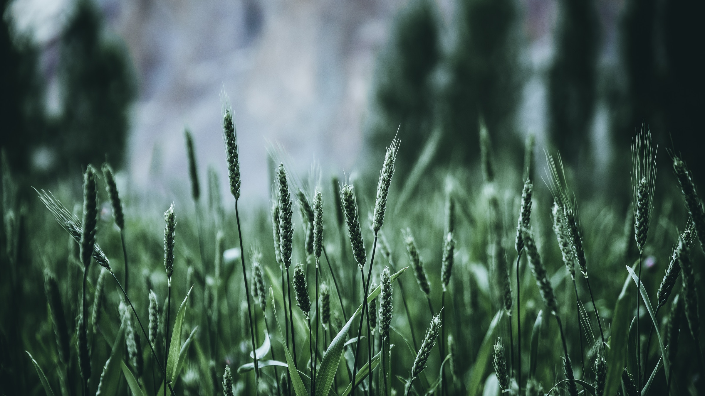 Download wallpaper 2400x1350 grass, ears, green, blur hd background