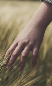 Preview wallpaper grass, ears, hand, field