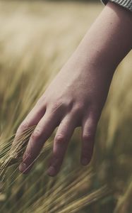 Preview wallpaper grass, ears, hand, field