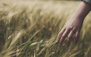 Preview wallpaper grass, ears, hand, field