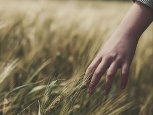 Preview wallpaper grass, ears, hand, field