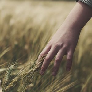 Preview wallpaper grass, ears, hand, field