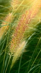 Preview wallpaper grass, ears, plant, field, macro