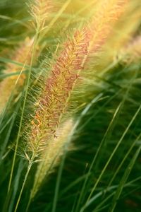 Preview wallpaper grass, ears, plant, field, macro