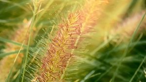 Preview wallpaper grass, ears, plant, field, macro